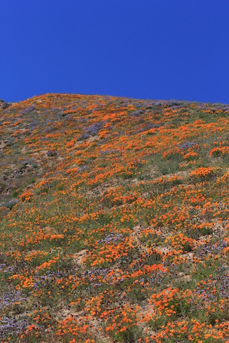 photo by Spencer Westbrook