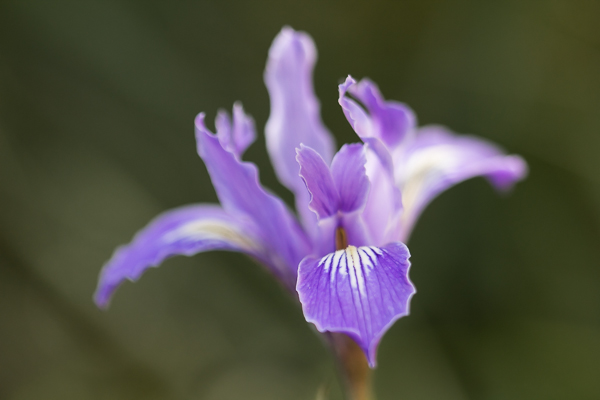 Douglas Iris