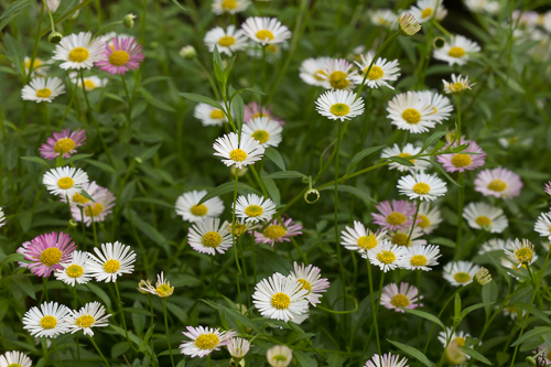 Mexiacan Fleabane/Erigeron karvinskianus