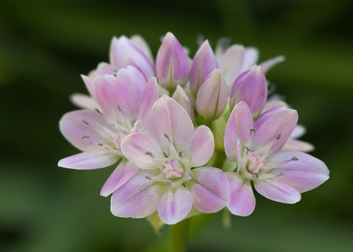 One-leaf Onion/Allium unifolium