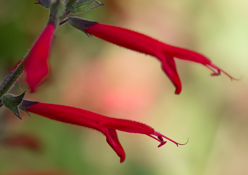 Pineapple Sage/Salvia elegans