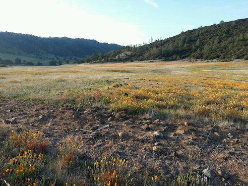 Bear Valley Poppy Fields by Kirby Flanagan