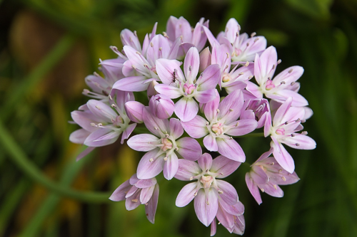 Allium sp