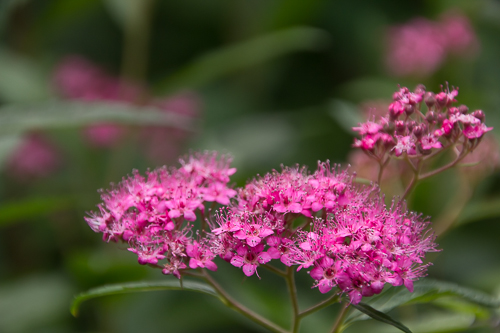 Spirea sp