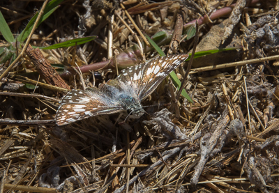 Common Checkered Skipper (male)