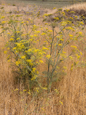 Fennel/ Foeniculum vulgare