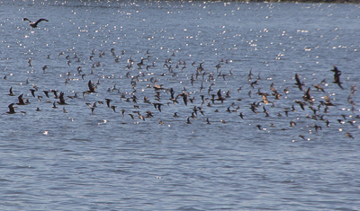Shorebirds in flight