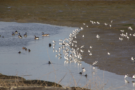 Avocet, American Coot, Canada Goose, Dowitcher