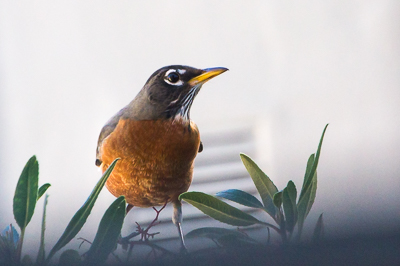 American Robin