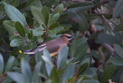 Cedar Waxwing