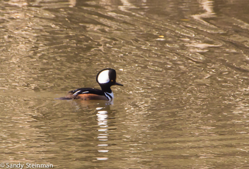 Hooded Merganser