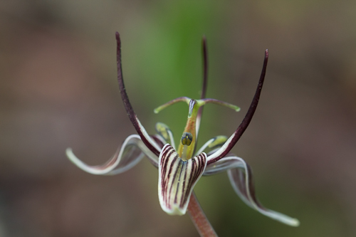 Fetid Adderstongue or Slinkpod/Scoliopus bigelovii 