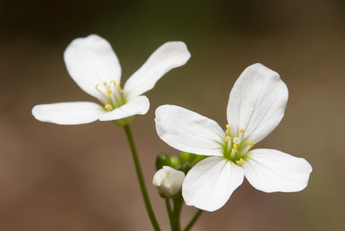 Milkmaids/Cardamine californica