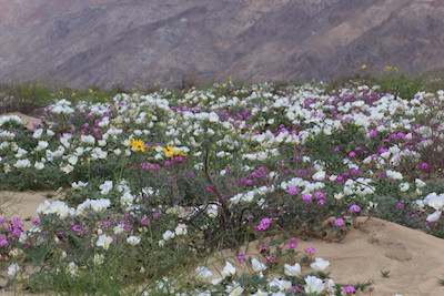 Anza-Borrego by Spencer Westbrook