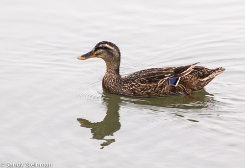 Mallard (female)