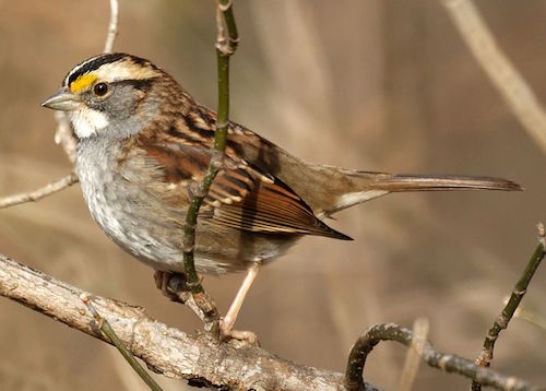 White-throated_Sparrow_