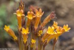 Common Broomrape/Orobanche fasciculata