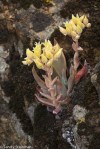 Common Dudleya/Dudleya farinosa