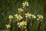 Creamsacs/Castilleja rubicundula ssp.&nbsp;lithspermoides