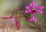Elegant Clarkia/Clarkia unguiculata