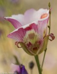 Mariposa tulip/Calochortus venustus
