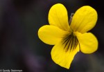 Mountain Violet/Viola purpurea