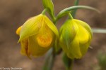 Mt. Diablo Fairy Lantern/ Calochortus&nbsp;pulchellus