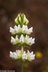 Secund Lupine/Lupinus microcarpus var.&nbsp;densiflorus