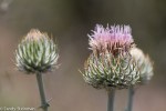 Pink Thistle (unidentified)