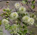 Pipestem or Old Man’s Beard/Clematis&nbsp;lasiantha
