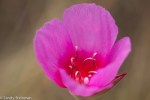 Small-flowered Winecup Godetia/ Clarkia purpurea ssp.&nbsp;quadrivuln