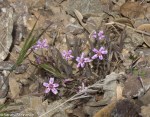 Spring Beauty, Claytonia&nbsp;gypsophiloides