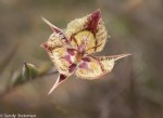 Tiburon Mariposa Lily/Calochorus&nbsp;tiburonensis