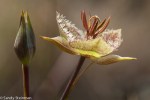 Tiburon Mariposa Lily/Calochorus&nbsp;tiburonensis