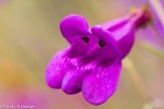 Varicolored Penstemon/ Penstemon&nbsp;heterophyllus