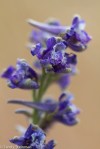 Western Larkspur/Delphinium hesperium ssp.&nbsp;hehsperium