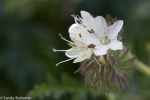 White Phacelia/Phacelia distans
