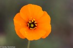 Wind Poppy/Stylomecon heterophylla