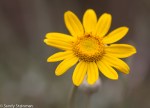 Wooly Sunflower/Eriophyllum lanatum