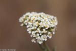 Yarrow/Achillea millefolium