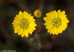 Yellow Tarweed/ Hemizonia congesta ssp.&nbsp;lutescens