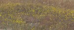 Yellow Tarweed/ Hemizonia congesta ssp.&nbsp;lutescens