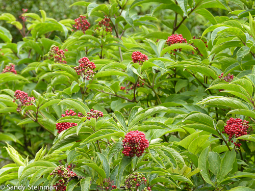 Red elderberry/Sambucus racemosa
