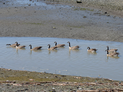 Canadian Geese along Berkeley Bay Trail