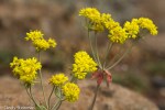 American Valley Sulphur Buckwheat/Eriogonum umbellatum var.&nbsp;dumo