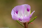 Foothill Clarkia/Clarkia williamsonii