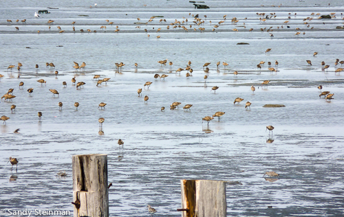 Hayward Regional Shoreline