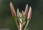 Hooker’s Evening Primrose/Oenothera elata ssp.&nbsp;hirsutissima