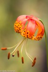 Leopard Lily/ Lillium&nbsp;pardalinum