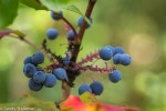 Oregon Grape/Mahonia aquifolium